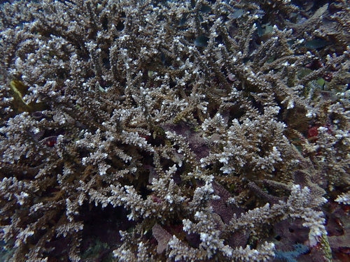 Acropora austera observed 2025-12-25