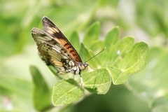 Junonia sophia