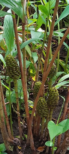 Costus dubius iNat (1)
