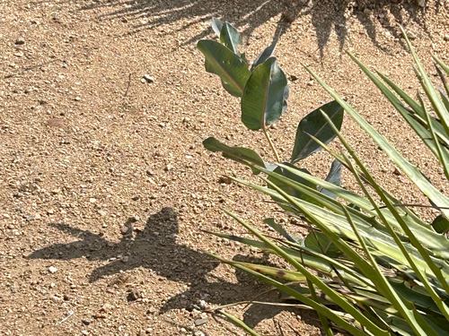 nodding milkweed (Asclepias glaucescens)