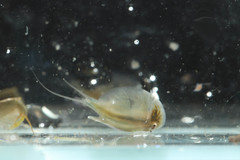 Lepidurus apus