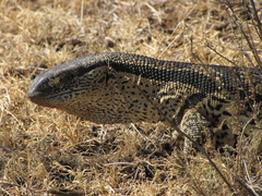 White-Throated Monitor photo 5