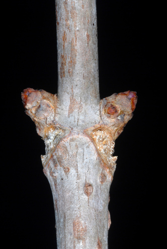 Sambucus canadensis