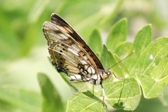 Junonia sophia