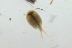 Lepidurus apus