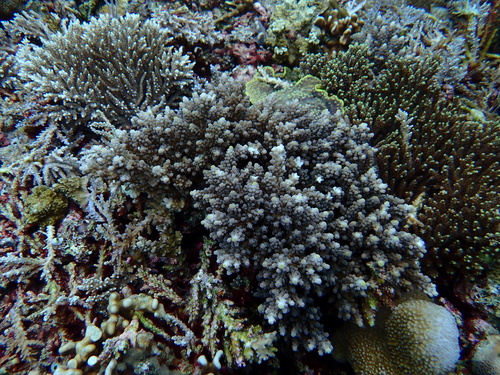 Acropora austera observed 2025-12-24