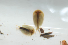 Lepidurus apus