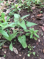 Urtica chamaedryoides