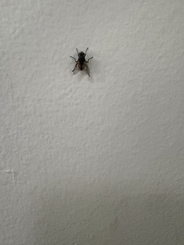 Unknown species found near Lincoln Way, Ames, IA, US