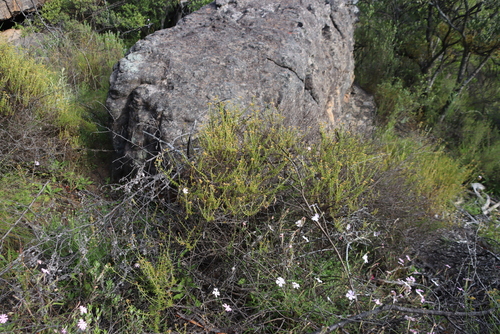 Cape Catchfly (Silene undulata)