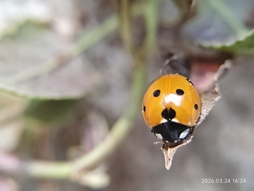 Seven-spotted Lady Beetle