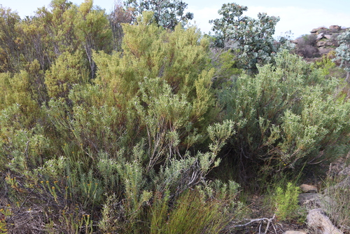 Grey Conebush (Leucadendron pubescens)