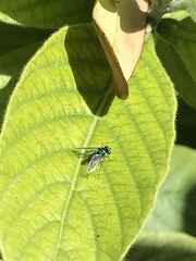 Condylostylus armipes