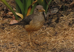 Turdus olivaceus olivaceus