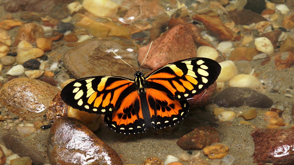 Papilio neyi