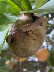 Lasiurus intermedius