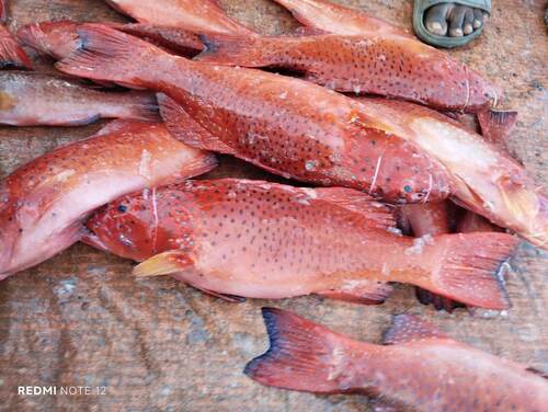 Plectropomus pessuliferus observed 2026-03-19