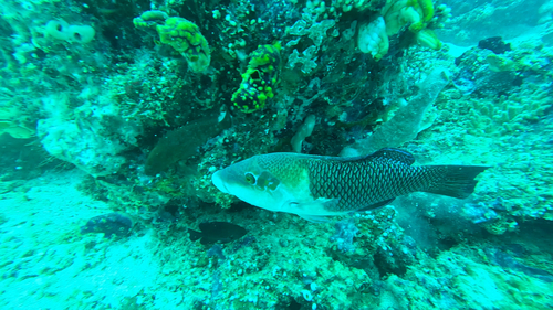 Hemigymnus melapterus