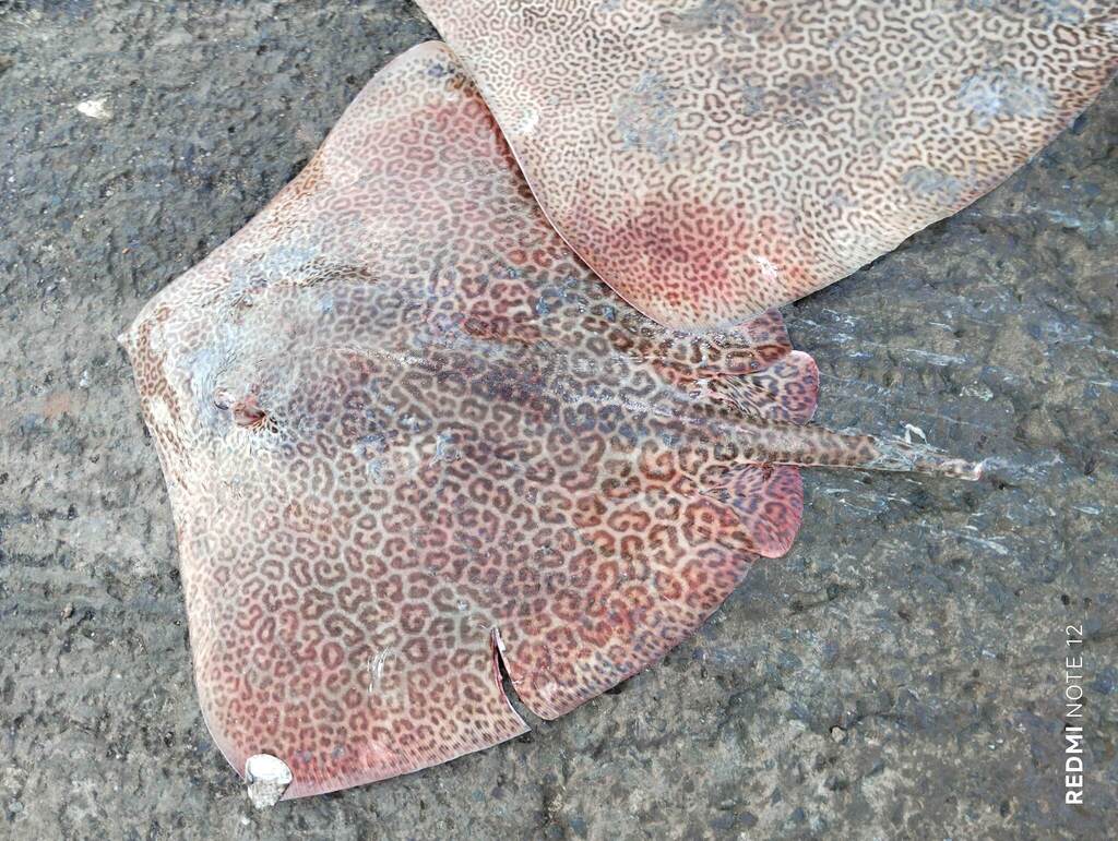 Leopard Whipray