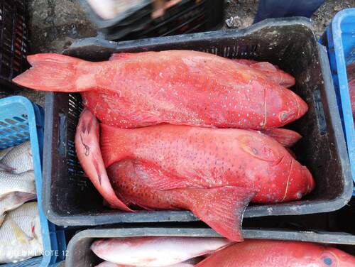 Plectropomus pessuliferus observed 2026-03-19