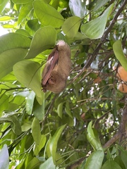 Lasiurus intermedius