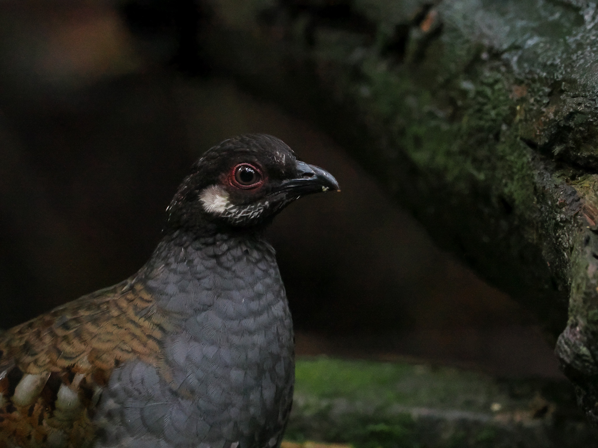 Malayan Partridge (Arborophila campbelli), photo 2