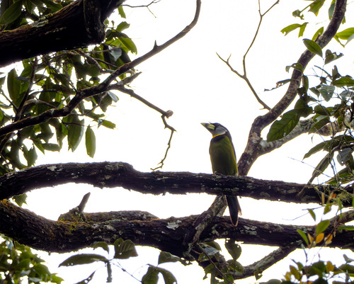 Fire-tufted Barbet (Psilopogon pyrolophus)