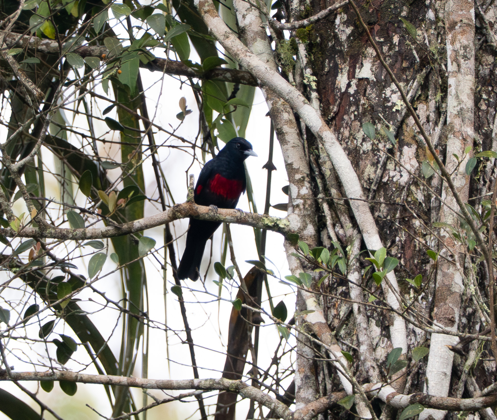 Javan Oriole (Oriolus cruentus), photo 4