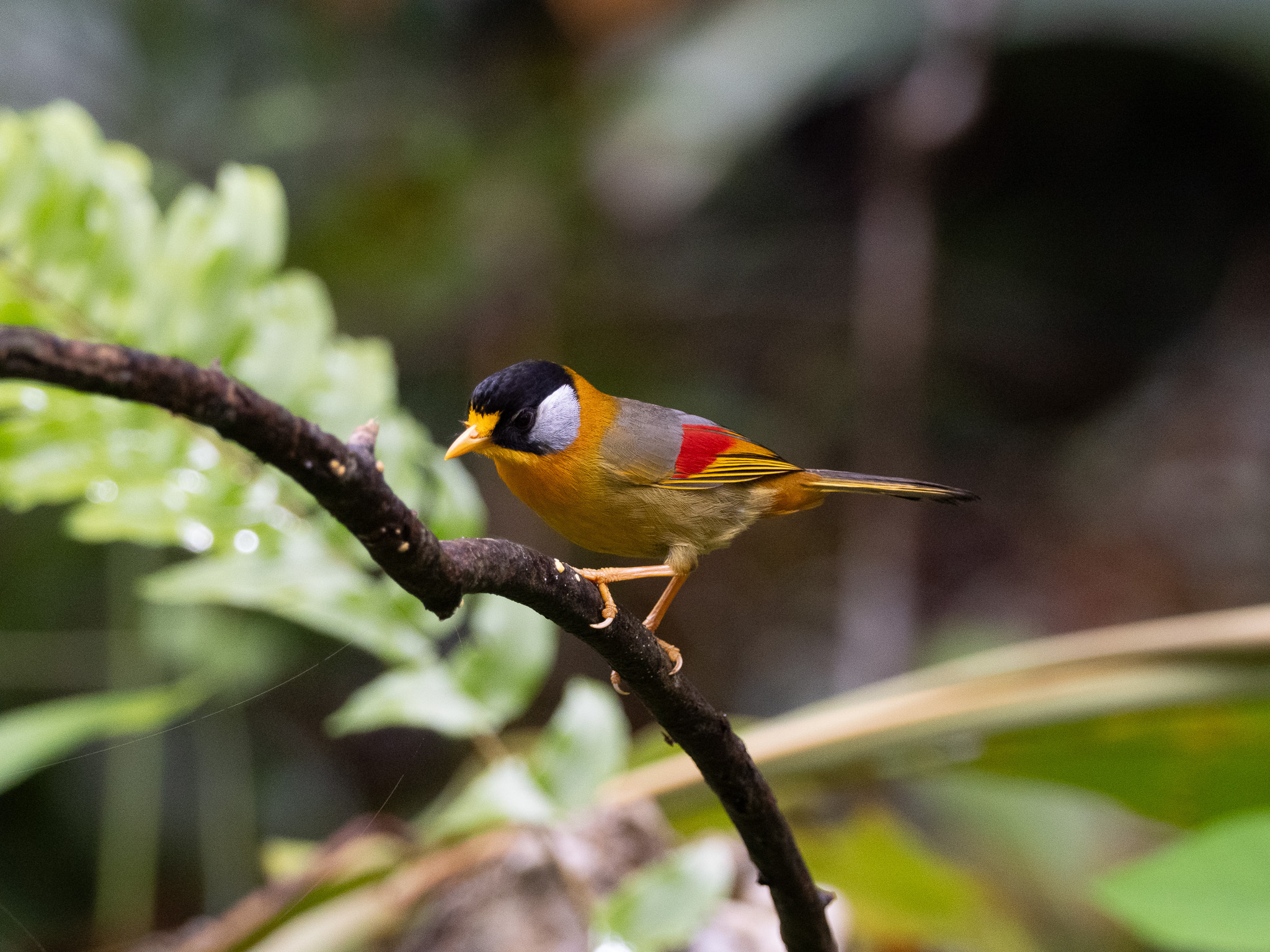 Silver-eared Mesia (Leiothrix argentauris), photo 9