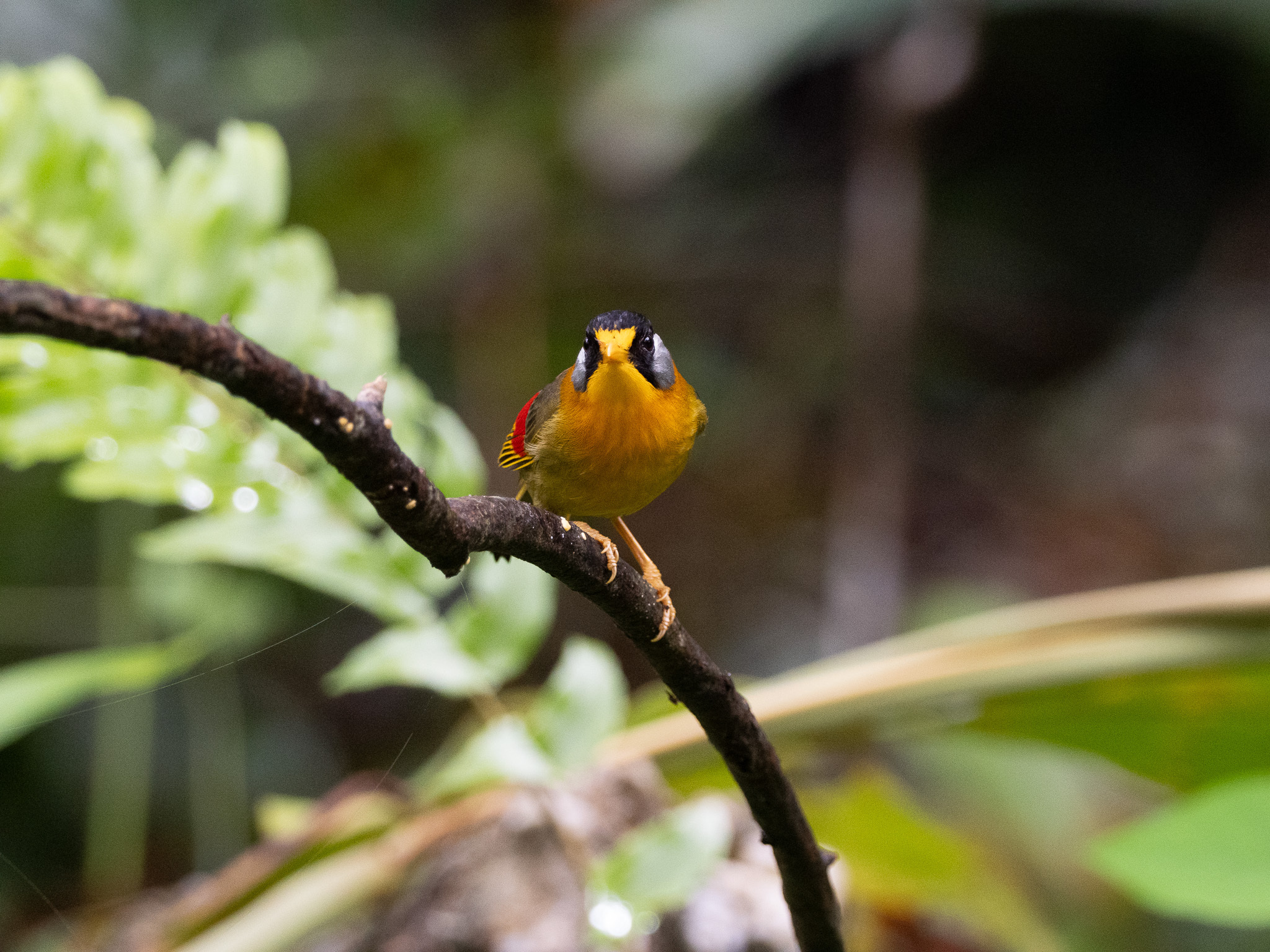 Silver-eared Mesia (Leiothrix argentauris), photo 10