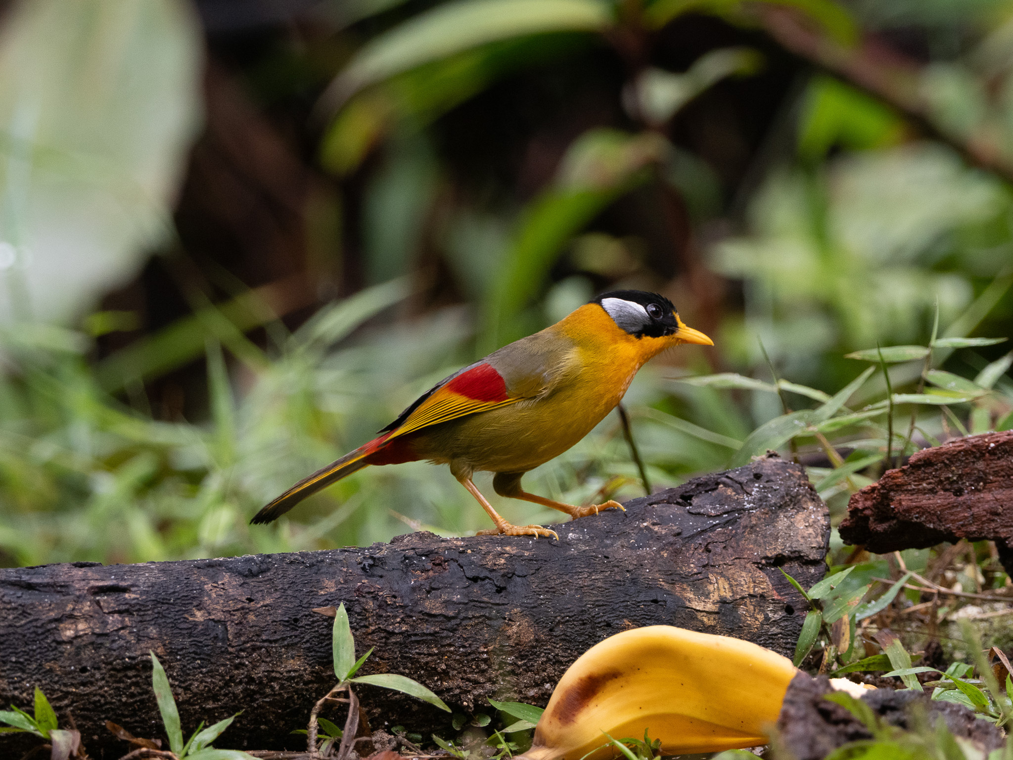 Silver-eared Mesia (Leiothrix argentauris), photo 8