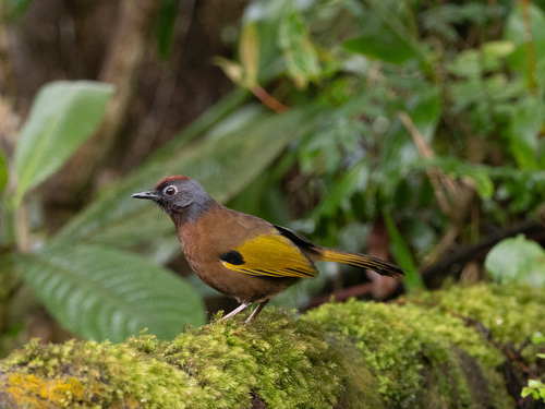 Malayan Laughingthrush (Trochalopteron peninsulae)