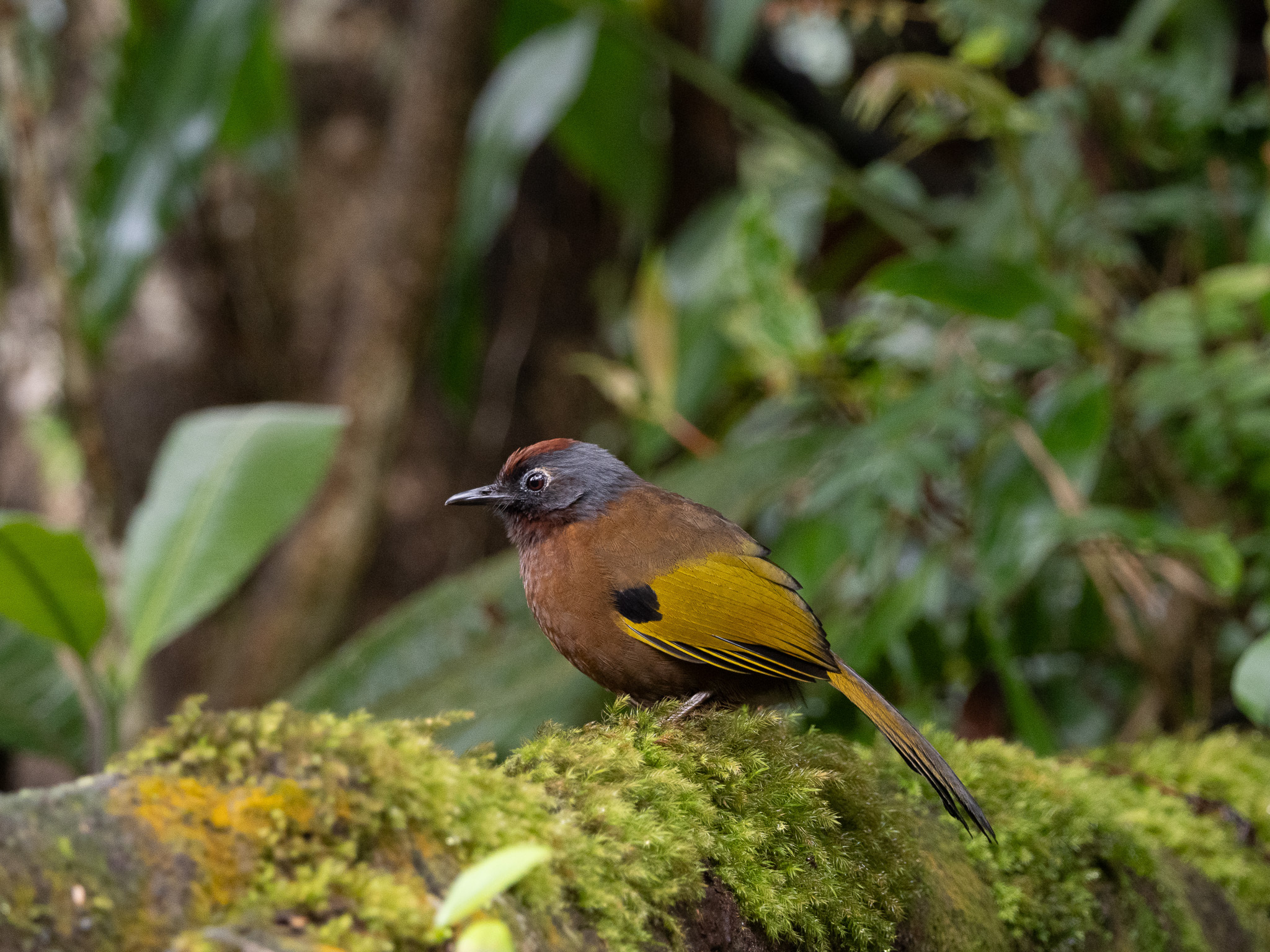 Malayan Laughingthrush (Trochalopteron peninsulae), photo 2