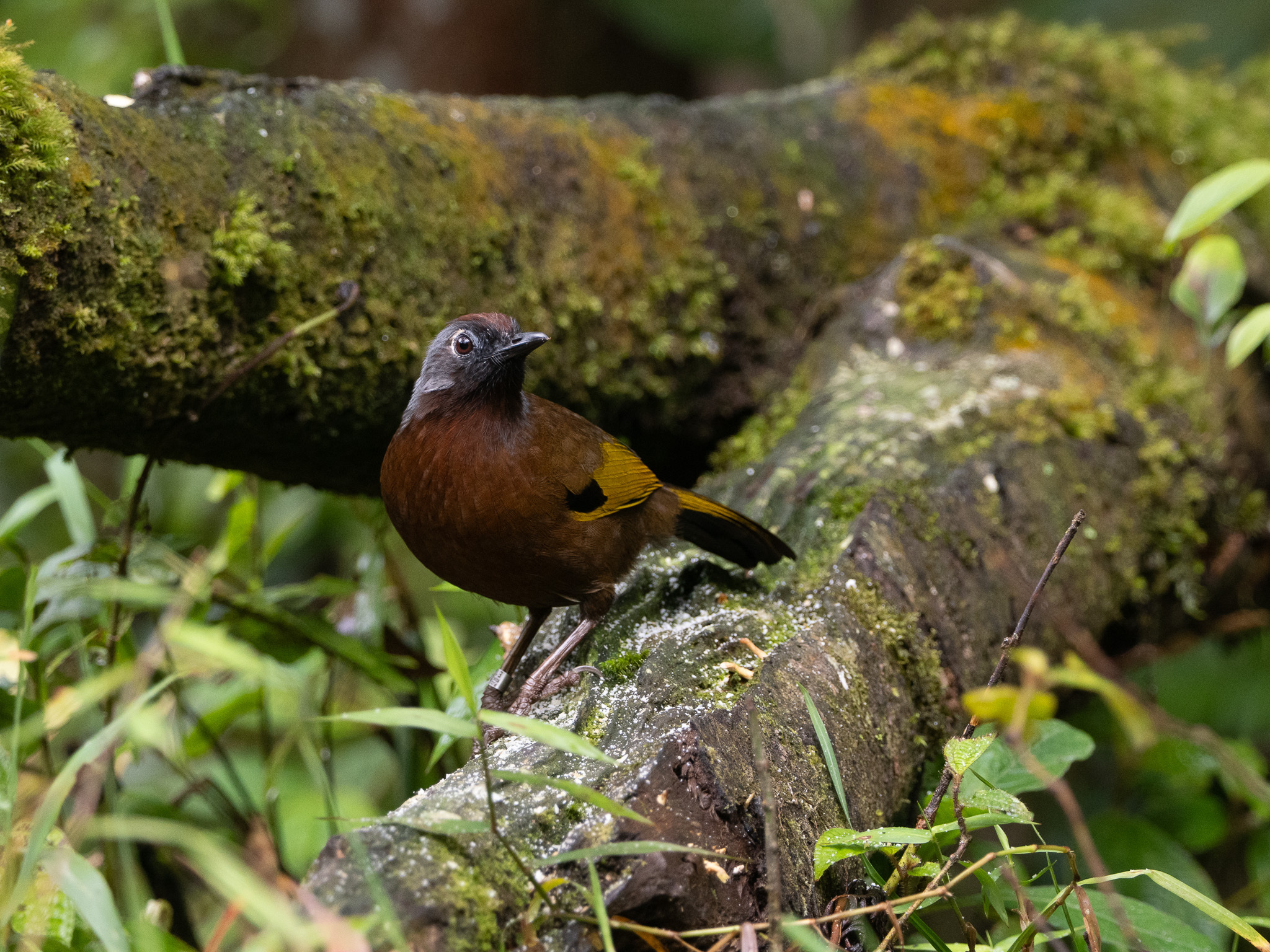 Malayan Laughingthrush (Trochalopteron peninsulae), photo 3