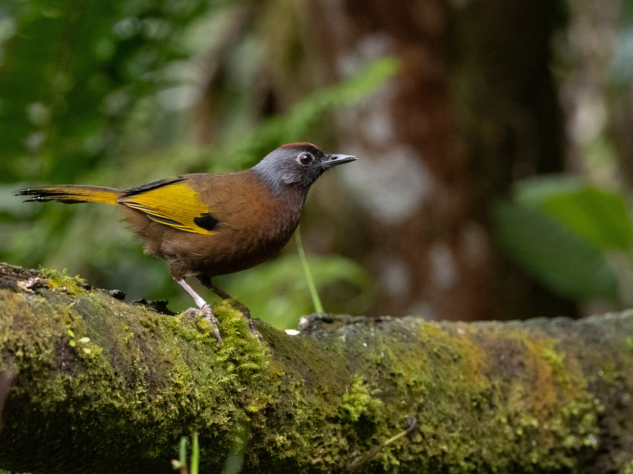 Malayan Laughingthrush (Trochalopteron peninsulae), photo 4