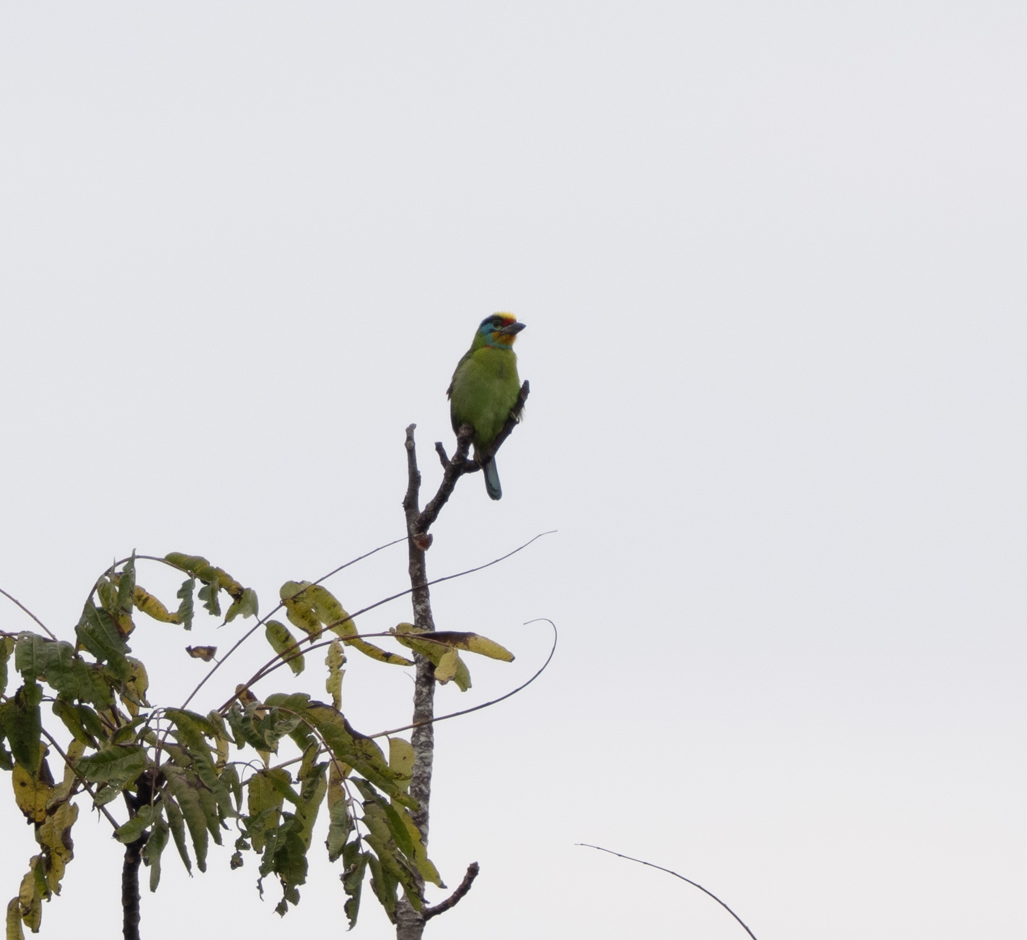 Black-browed Barbet (Psilopogon oorti), photo 9