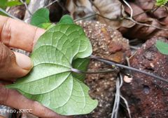 Dioscorea maciba image