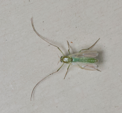 Unknown species found near Tuckahoe Village, Tuckahoe, VA 23238, USA