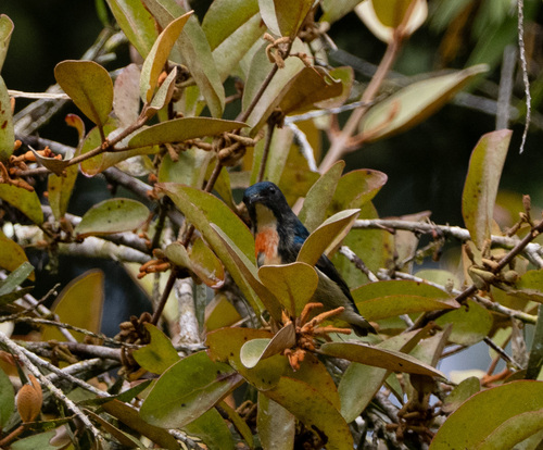 Fire-breasted Flowerpecker (Dicaeum ignipectus), photo 5