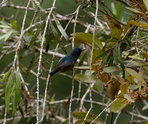 Fire-breasted Flowerpecker (Dicaeum ignipectus), photo 6
