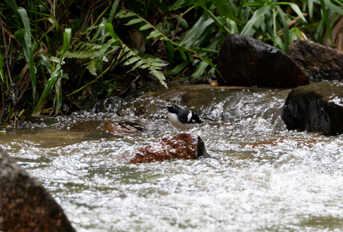 Slaty-backed Forktail (Enicurus schistaceus), photo 3