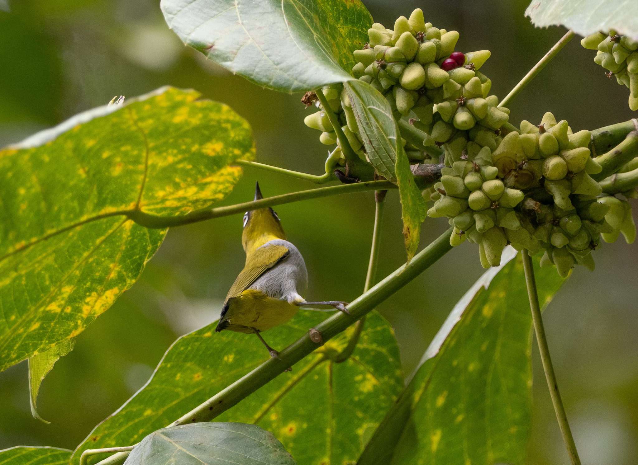 Hume's White-eye (Zosterops auriventer), photo 1