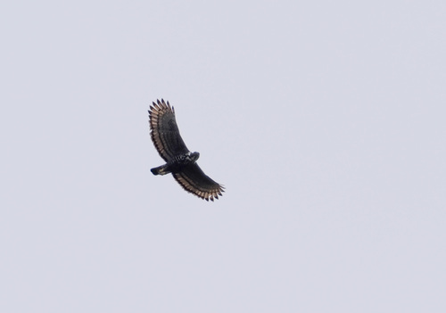 Blyth's Hawk-Eagle (Nisaetus alboniger)