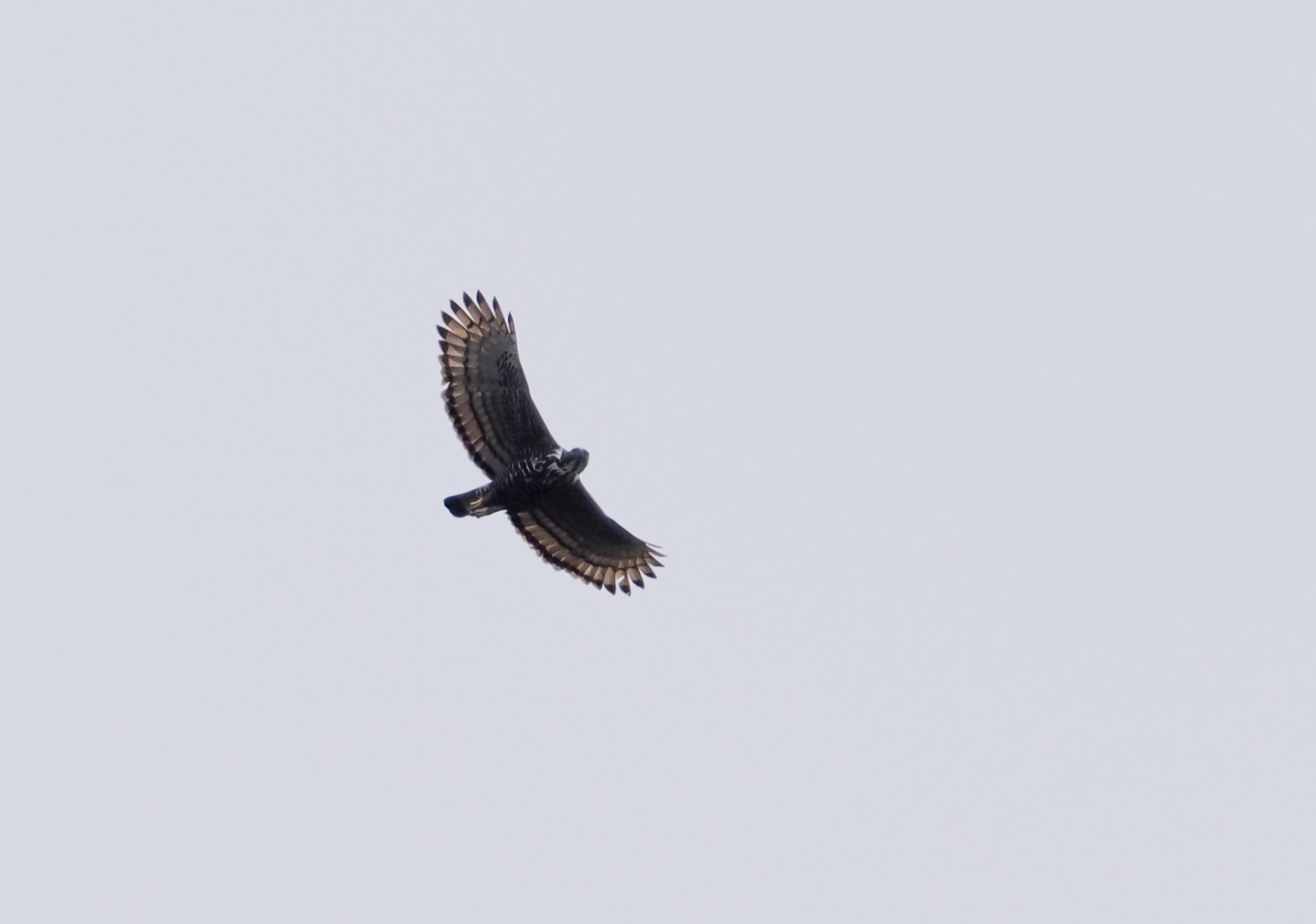 Blyth's Hawk-Eagle (Nisaetus alboniger), photo 1