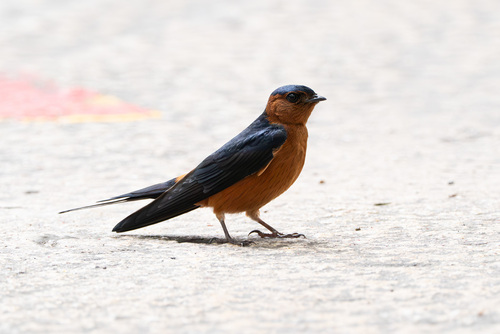 Rufous-bellied Swallow (Cecropis badia)
