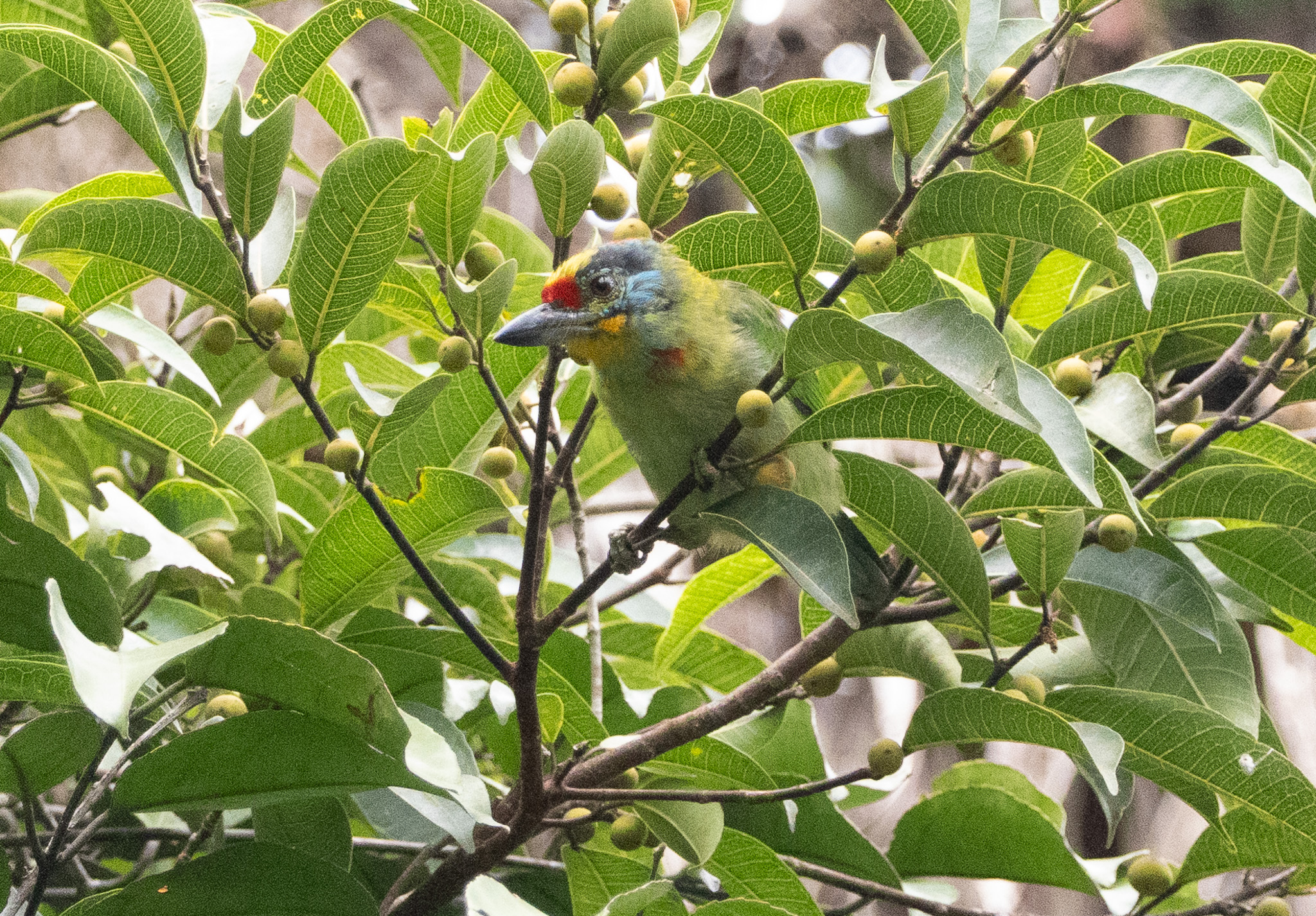 Black-browed Barbet (Psilopogon oorti), photo 8