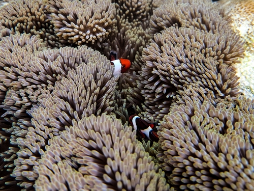 Amphiprion ocellaris