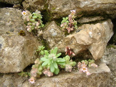 Sedum mucizonia