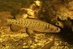 Galaxias truttaceus