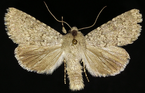 Scotogramma submarina